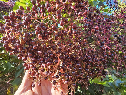 Elderberry Dormant Cuttings for Planting – 12 Fresh Stems, York Adams Nova Varieties