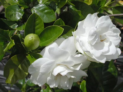 Southern Heirloom Gardenia Cuttings Unrooted, True Southern Gardenia Bush Propagation Stems Set of 8