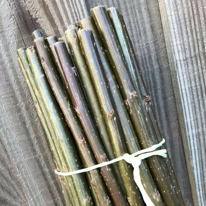 Pear Tree Cuttings – 12 Fresh Organic Scions for Grafting or Rooting, Live Pyrus Wood (No Roots)