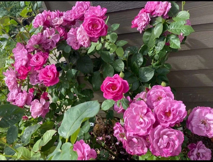 Heirloom Hybrid Tea Rose Cuttings Unrooted Mauve Blooms, Fresh Rose Stems for Propagation 5–8 Inch Set of 4
