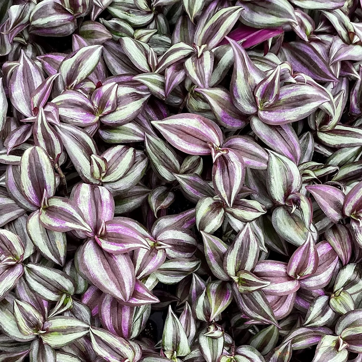 Live Tradescantia Zebrina Purple Wandering Jew Plant Cuttings – 5+ Unrooted Trailing Houseplant Propagation Material