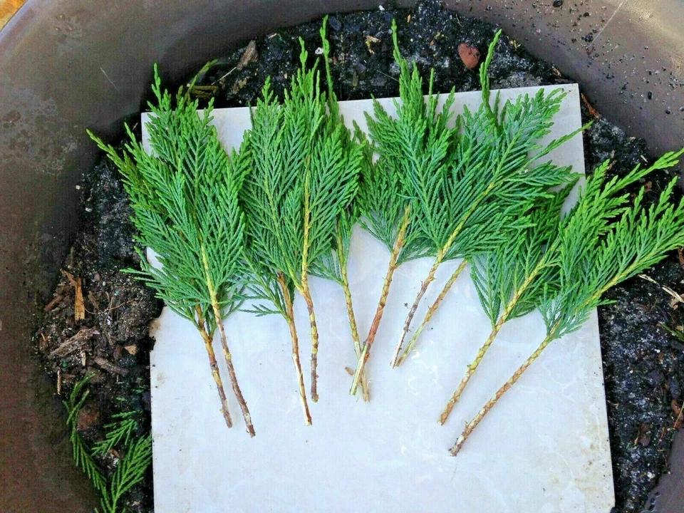 Leyland Cypress Tree Cuttings – 20 Live 7–8" Starter Cuttings, Fast-Growing Evergreen for Privacy Screens & Hedges, Year-Round Greenery