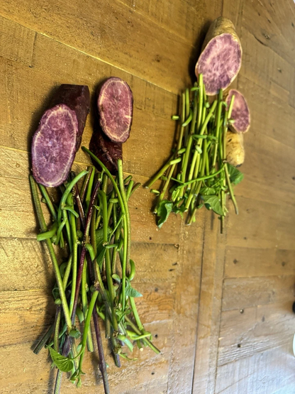 Purple Sweet Potato Slips Variety Set – 25 Molokai + 25 Okinawa Slips – Live Sweet Potato Vine Cuttings
