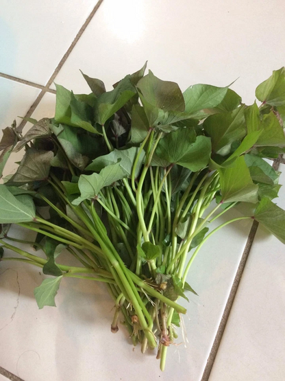 Beauregard Sweet Potato Slips – 15 Ipomoea batatas Live Cuttings for Planting and Home Garden Growing
