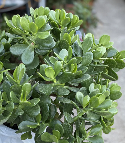 Crassula Ovata Jade Plant Cuttings – 5 Unrooted Succulent Cuttings 3–5 Inch – Easy Care Houseplant