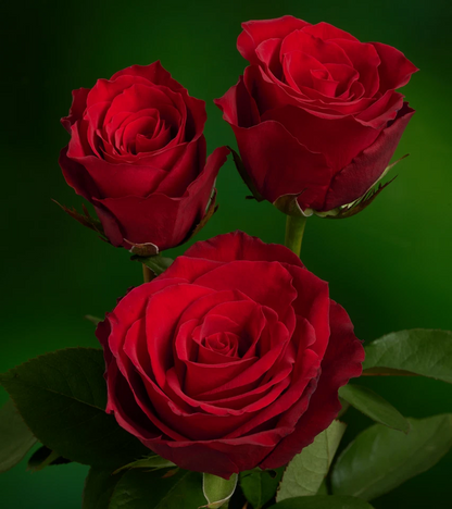 Eternity Red Rose Cuttings Unrooted, Hybrid Rose Stems for Rooting or Grafting 5–8 Inch Set of 3