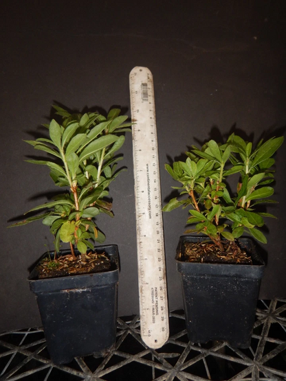 Mandarin Azalea Rhododendron Hybrid Starter Plant – Live Ornamental Shrub May Be Dormant
