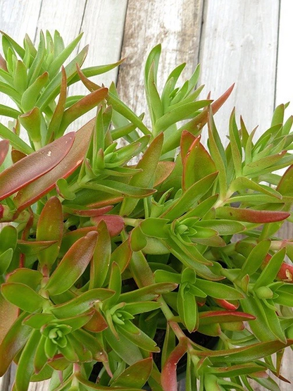 Crassula capitella Campfire – 3 Succulent Cuttings – Live Cactus-Succulent Starter Stems with Red-Orange Foliage