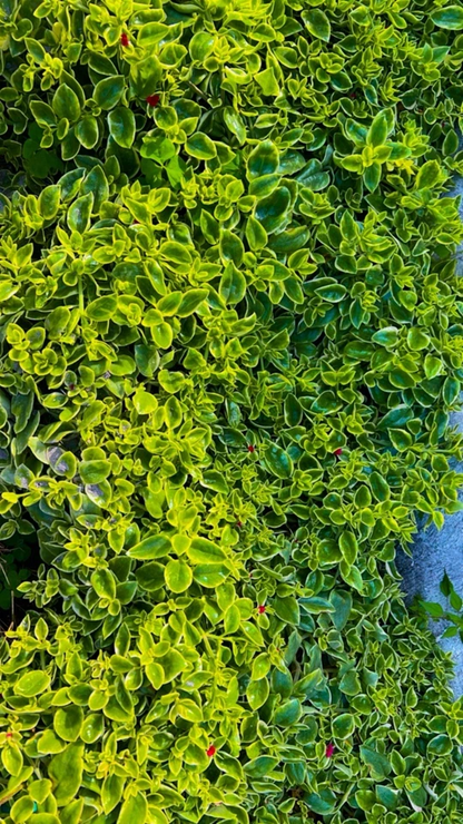 Variegated Baby Sun Rose ‘Red Apple’ Cuttings – 7+ Aptenia 4–6 Inch Unrooted Stems for Rooting and Propagation