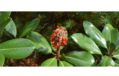 Southern Magnolia grandiflora – 8 Fresh Tree Cuttings for Rooting or Grafting – Evergreen Garden Tree Starter Material