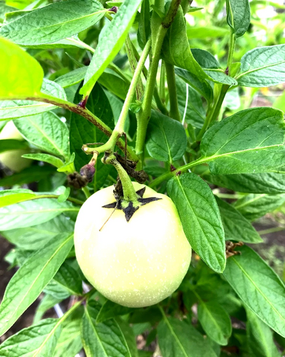 Pepino Melon ‘Vista’ Cuttings – 6 Live Rooted Cuttings, Solanum muricatum, Sweet Cucumber Melon Plant