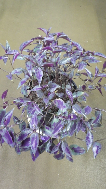 Tinantia pringlei “Mexican Speckled” Houseplant Cuttings – Wandering Jew Type Live Plant Starts, Fresh Unrooted Cuts