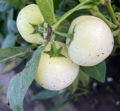 Pepino Melon Cuttings – 12 Live Cuttings, Solanum Muricatum Vista Zebra Stripy Purple Varieties for Planting
