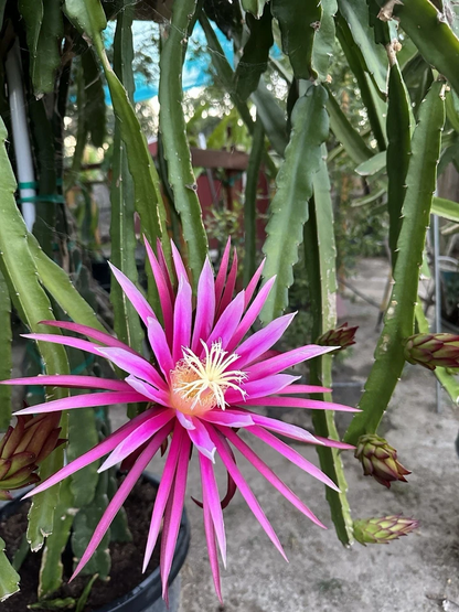 Dragon Fruit ‘Connie Mayer’ – Mature 8–12 Inch Cuttings – Hylocereus Hybrid Plant Cuttings for Growing