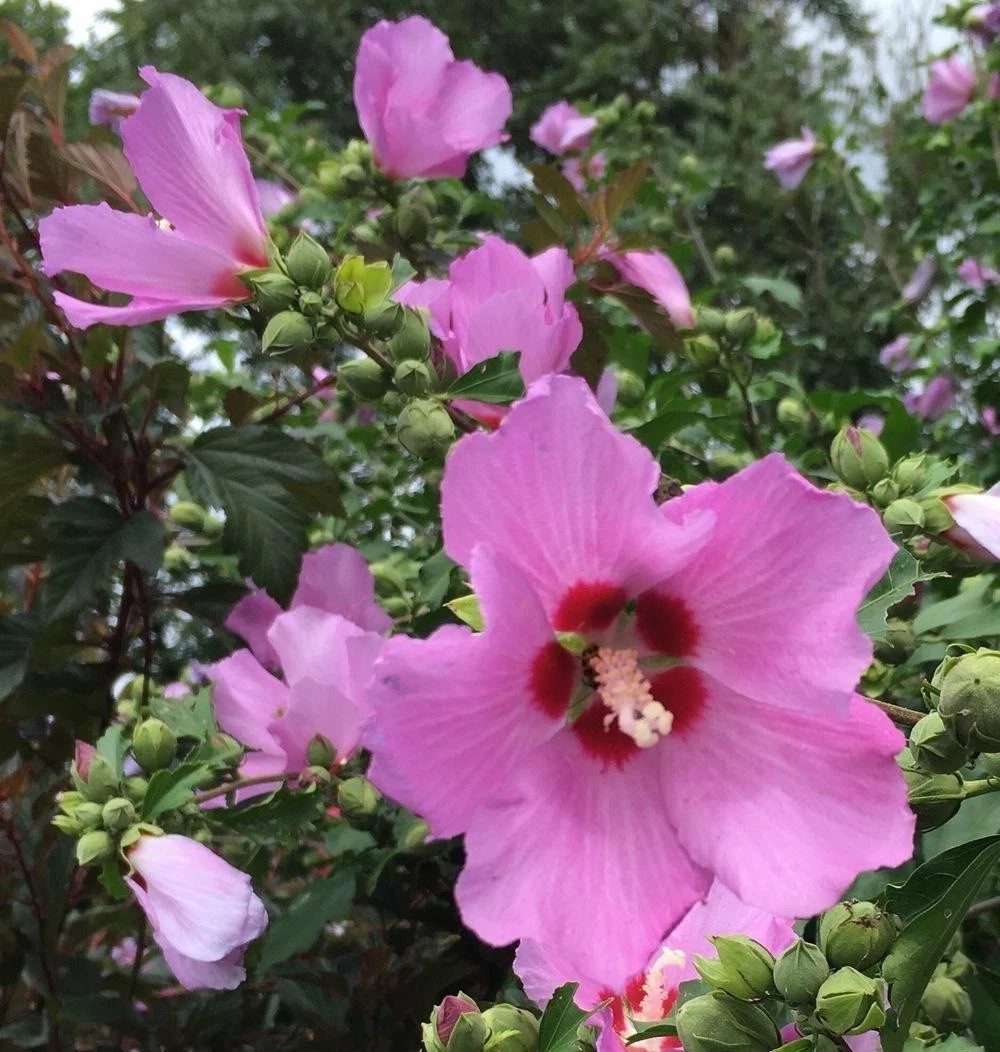 Rose of Sharon Cuttings 5 Pack Hibiscus Syriacus Purple Lilac Unrooted 6-8 Inch Ornamental Shrubs