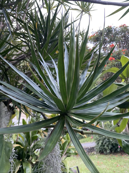 Hawaii Dragon Tree Cuttings for Planting – 25 Unrooted Dracaena marginata Cuttings Wholesale Lot