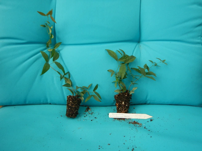 Crossvine Tangerine Beauty Rooted Starter Plant – Bignonia capreolata, Orange Flowering Vine for Garden Trellis