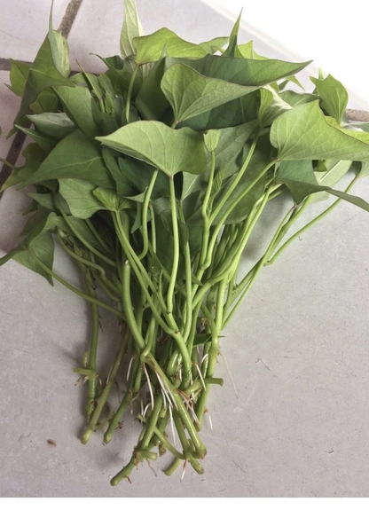 Okinawa Purple Sweet Potato Slips for Planting – 15 Unrooted Cuttings, Organic Grown Khoai Lang