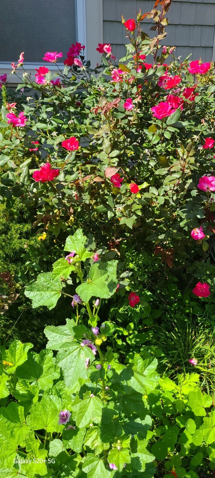 Rugosa Red Rose Robusta Cuttings – 10 Unrooted Flowering Shrub Rose Propagation Cuttings, 5–8 Inches, Rosa rugosa