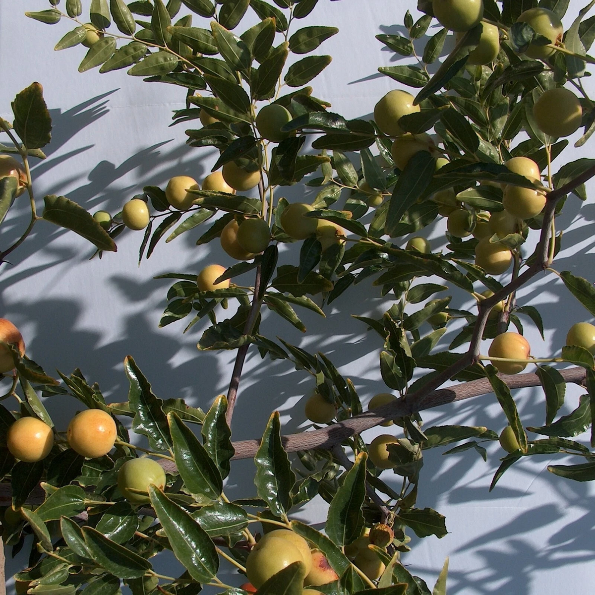 Honey Jar Jujube Scionwood Set of 2 Unrooted 8 Inch Cuttings Ziziphus Jujuba for Grafting