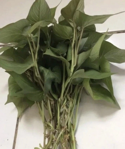 Purple Sweet Potato Slips for Planting – 10 Fresh Cuttings, Ipomoea batatas Vine Starts (Khoai Lang Tím)