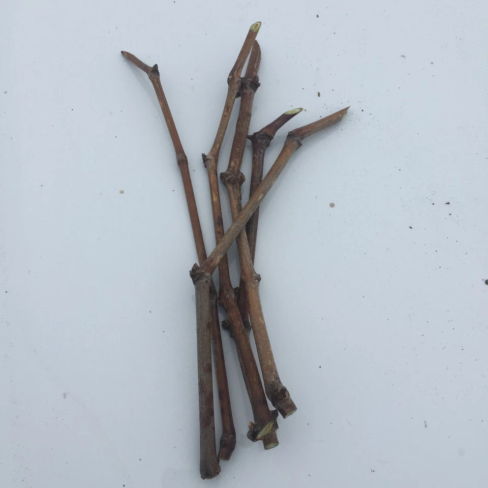 Japanese Kyoho Grape Cuttings for Planting – 6 Unrooted Vitis Stems for Rooting or Grafting