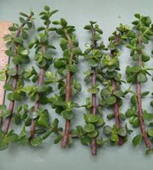 Portulacaria Afra Elephant Bush – 11 Live Cuttings, Green & Red Stem Dwarf Jade Succulent, Easy Rooting Stems for Indoor or Outdoor Pots