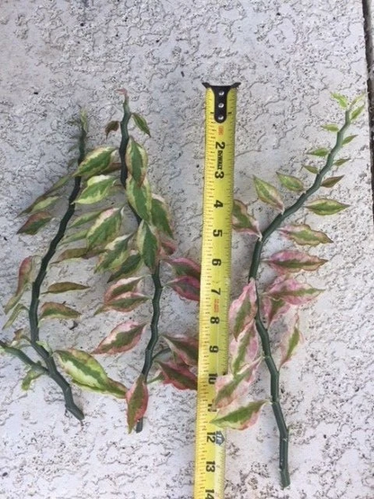 Devil’s Backbone Variegated Euphorbia Cuttings Set of 6 with 1 Rooted Plant, Euphorbia tithymaloides Houseplant
