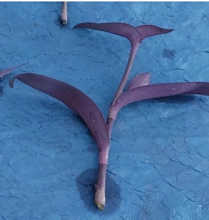 Tradescantia ‘Purple Heart’ Cuttings – Tradescantia pallida Houseplant, 10 Unrooted Live Cuttings