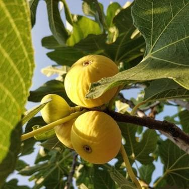Unrooted Burbank Yellow Fig Cuttings – Propagation Wood for Grafting, Ficus carica Cultivar, 2 Pieces