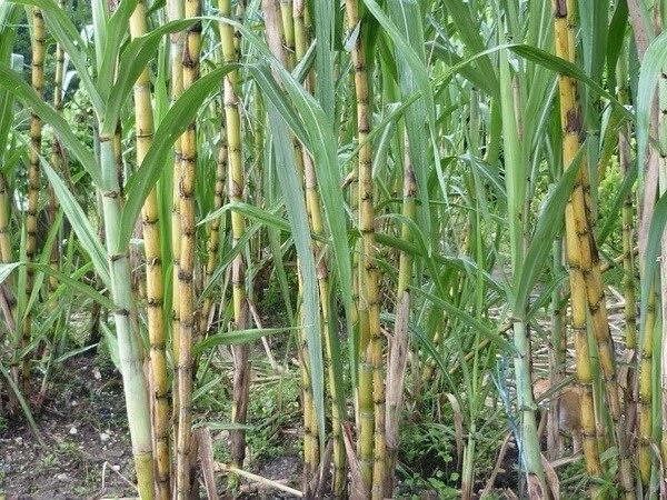 Sugarcane Rooted Cuttings Ready to Plant, Saccharum Officinarum Live Cane Starters for Garden or Container Set of 5