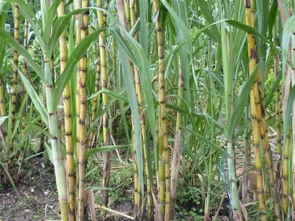 Sugarcane Rooted Cuttings Ready to Plant, Saccharum Officinarum Live Cane Starters for Garden or Container Set of 5