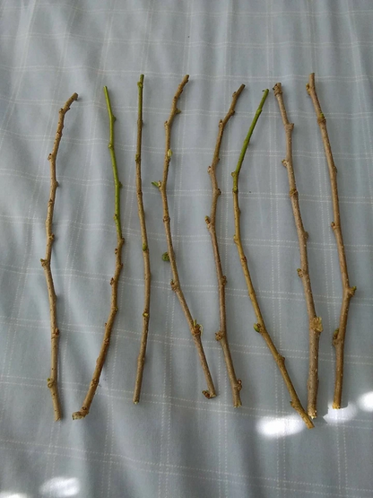 6 Red Mulberry Tree Cuttings Morus Rubra Unrooted 6 to 8 Inch for Propagation Fruit Tree Planting