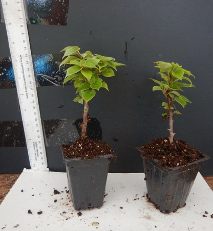 Torch Glow Bougainvillea Starter Plant, Small Rooted Live Plant for Outdoor or Patio Growing, Vibrant Flowering Vine
