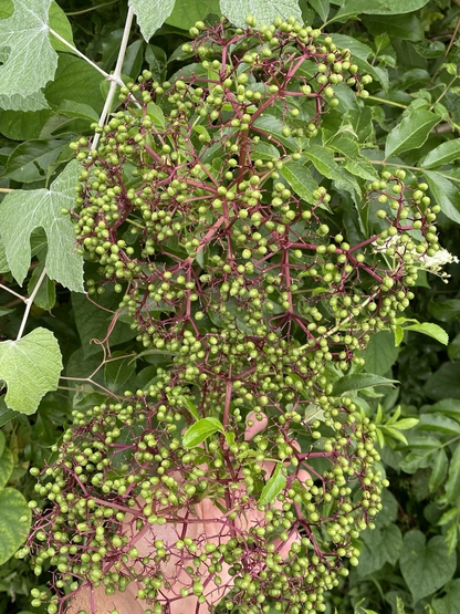 American Elderberry Cuttings – 6 Live Organic Sambucus canadensis Stems for Rooting – Wild Native Shrub Starter