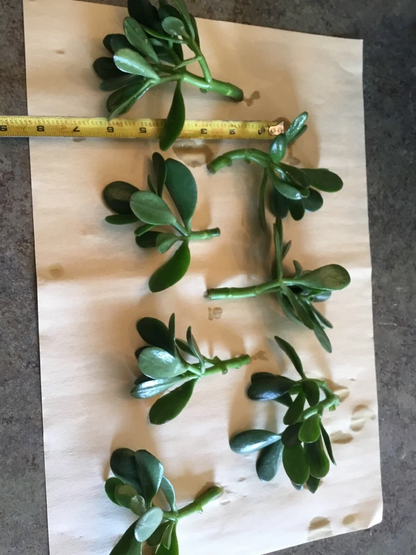 Jade Plant Cuttings – 3 Unrooted Crassula ovata Succulent Cuttings, 3–5 Inch Live Houseplant for Propagation