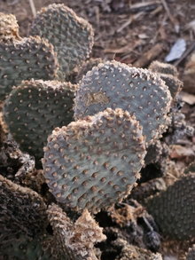 Beavertail Cactus Pads – 5 Live Opuntia basilaris Pads, 3–5” Each, Hardy Desert Succulent for Xeriscape, Rock Gardens & Containers