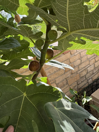 Little Ruby Fig Cutting – 1 Fresh Unrooted Ficus carica Stem for Propagation – Compact Dwarf Fig Variety