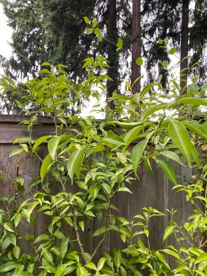 Yuzu Citrus Tree Cuttings Unrooted, Citrus Junos Cold Hardy Citrus Scions for Propagation Set of 4