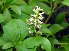 Allegheny Spurge Rooted Cuttings – 5 Pachysandra procumbens Native Ground Cover Plants for Shade Gardens