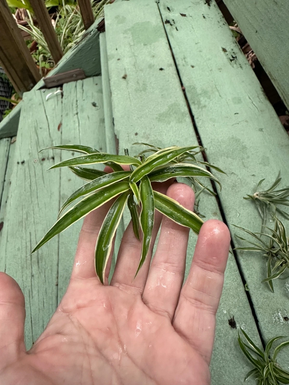 Reverse Variegated Spider Plant Cuttings – Live Chlorophytum comosum Indoor Propagation Plant Cuttings