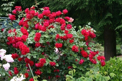 The Prince’s Trust Rose Cuttings – 6 Unrooted Climbing Rose Cuttings, English Rose Shrub for Planting
