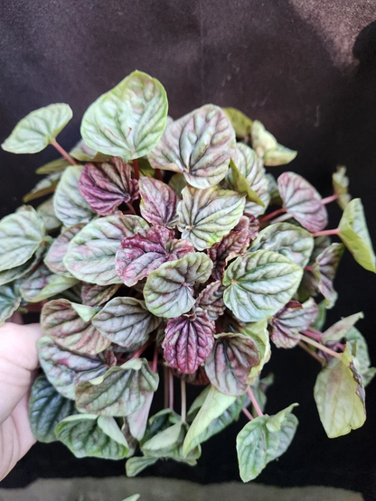 Red Ripple Peperomia Caperata Leaf Cutting in Propagation Cup, Live Houseplant Cutting for Indoor Growing
