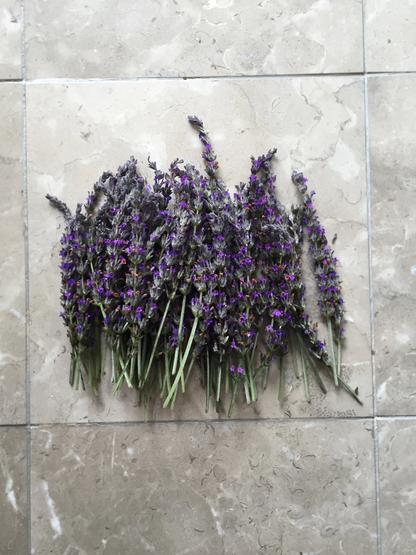 Live Lavender Cuttings – Organic California Grown Lavandula Angustifolia Stems for Rooting