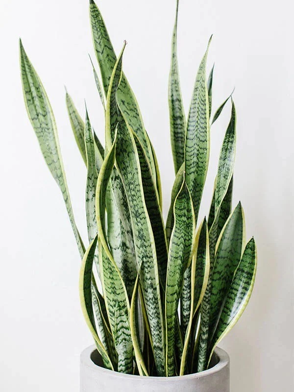 Snake Plant Unrooted Clippings – 3 Dracaena trifasciata Leaf Cuttings, Mother-in-Law’s Tongue for Propagation