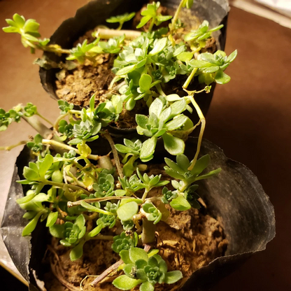 Sedum Sarmentosum Plant – Gold Moss Stonecrop – 垂盆草 – 1 Pot Live Edible Perennial Groundcover