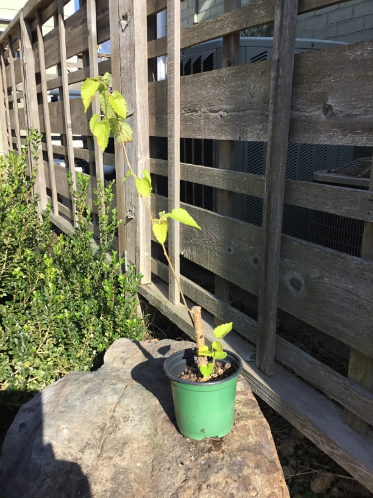 Everbearing Black Mulberry Tree Cuttings, Dormant Unrooted Morus nigra, 6-17 Inches for Propagation