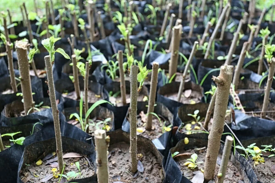 Hardy Hibiscus Moscheutos Cuttings for Planting – 7 Unrooted Rose Mallow Stems, Perennial Flowering Plant