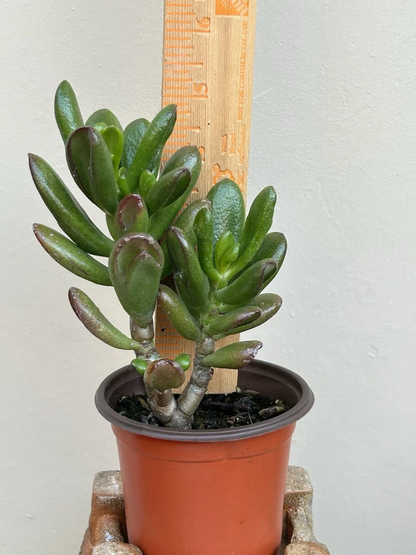 Ogre Ears Jade Plant Succulent Cuttings with Roots – Live Crassula ovata Gollum for Indoor Outdoor Growing