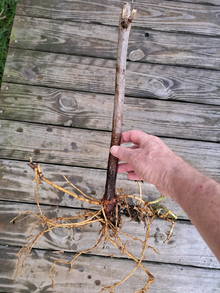 American Elderberry Live Rooted Plants, Sambucus canadensis Shrub Starter Set of 3 for Garden or Container